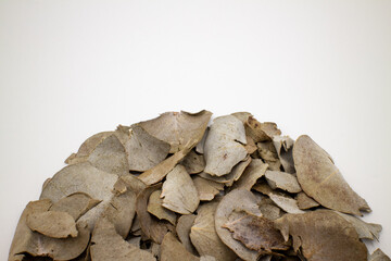 ドライユーカリの葉で描かれた半円
Hemicycle of dried eucalyptus leaves