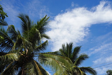 Fototapeta na wymiar coconut leaves in sunny weather on blue sky and white cloud background