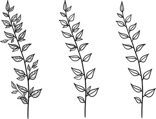 Drawn vector twigs. Vector branch. Plants set. Element for a postcard. Wedding invitations. Botany. Line art. Vector black branch on a white background.
