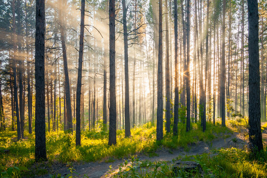 sunset in the forest © vlntn