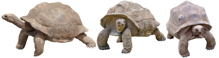 Tortues géantes des Galápagos, fond blanc 