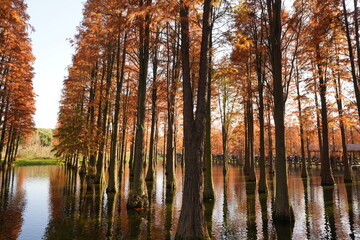 The beautiful forest view on the water in autumn