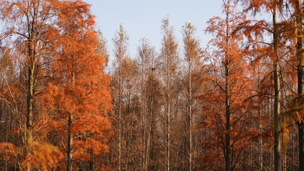The beautiful forest view on the water in autumn