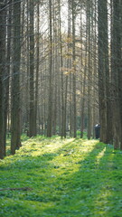 The beautiful forest landscape with the straight trees and warm sunlight in autumn