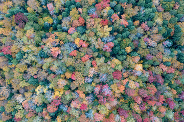 Peak Foilage - Lake Colgate, New York