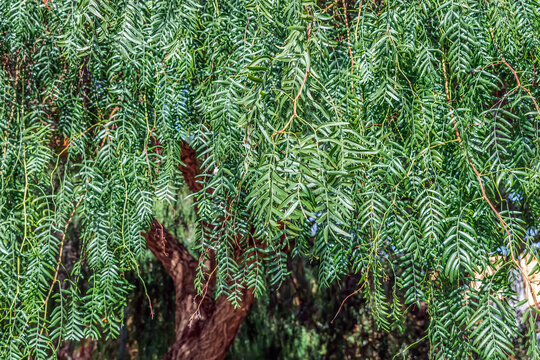 California pepper tree foliage texture on Tenerife island in Spain. Natural green pattern of pinnately compound leaves
