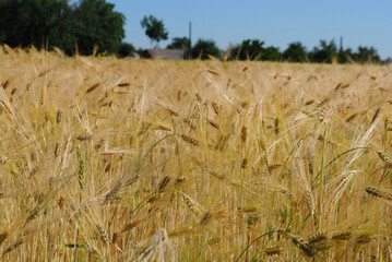Wheat field in summer