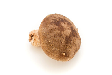 Shiitake mushuroom on white background (Called Shiitake in Japan)