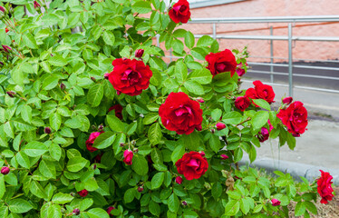 A rosehip bush with red flowers grows near the house