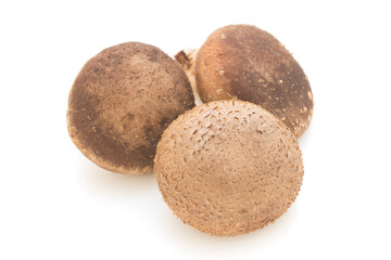 Shiitake mushuroom on white background (Called Shiitake in Japan)