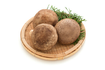 Shiitake mushuroom on white background (Called Shiitake in Japan)