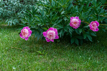Four beautiful peonies bent down to the grass of the lawn