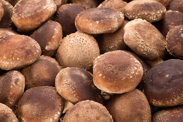 Shiitake mushuroom (Called Shiitake in Japan)