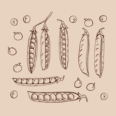 Peas pods sketch. Set. Hand drawn illustration converted to vector. Organic food illustration isolated.