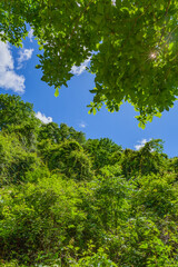 Fototapeta premium 降り注ぐ太陽の光に緑が鮮やかです The green is bright in the sunshine