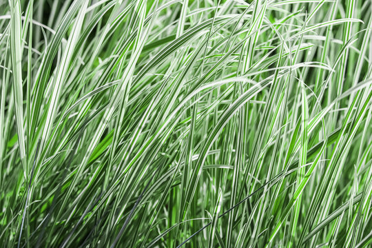 Background from decorative green and white grass. Arrhenatherum elatius bulbosum variegatum