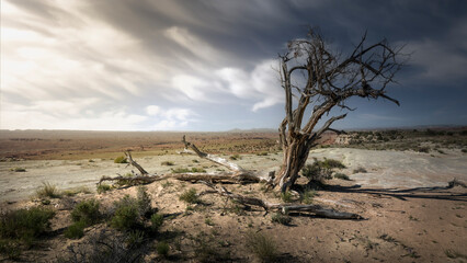 Fototapeta na wymiar scenic view of a dead tree in the desert with wispy clouds in the sky