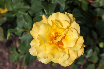 'Sunny sky' rose flower head at the Guldemondplantsoen Rosarium Boskoop