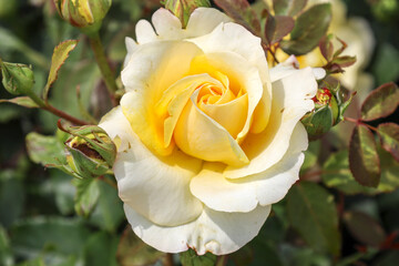 'Sunny sky' rose flower head at the Guldemondplantsoen Rosarium Boskoop