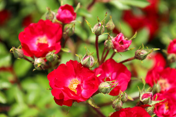 'La Bella Rouge' rose flower head at the Guldemondplantsoen Rosarium Boskoop