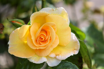 ´compassion´ rose flower head at the Guldemondplantsoen Rosarium Boskoop