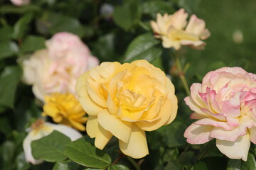 'Rosa Absolute for You' rose flower head at the Guldemondplantsoen Rosarium Boskoop