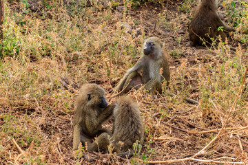 Group of olive baboons (Papio anubis), also called the Anubis baboons, in Lake Manyara National Park in Tanzania