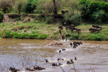 Wildebeest crossing the Mara river in Serengeti national park, Tanzania. Great migration