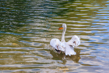 Dalmatian pelican (Pelecanus crispus) swimming in the lake