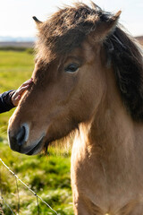 Fototapeta premium Icelandic Farm Horse 5
