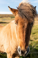 Icelandic Farm Horse 4