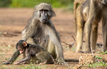 Mother baboon and baby isolated in the wild