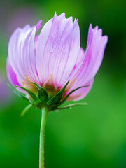 Cosmos bipinnatus