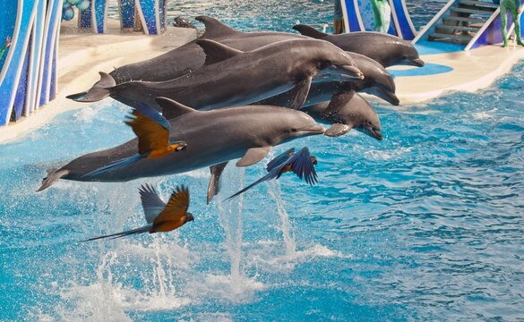 Synchronized Swimming Of Dolphins And Bird Flight