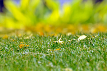 yellow ginkgo fallen leaves on the grass filed