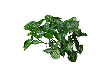 leaves of a plant include path