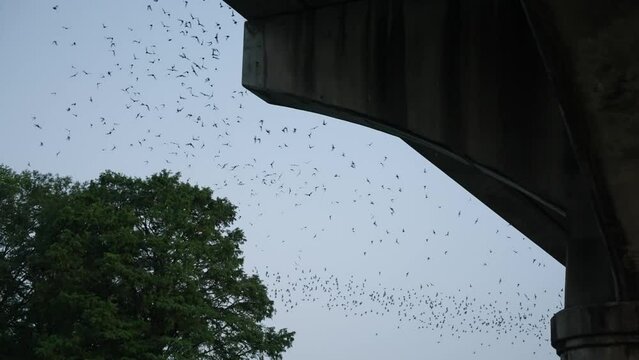 Mexican Freetail Bat Migration Silhouette Of Swarm In Austin, Texas Summer Sunset At Dusk 4k Slow Motion