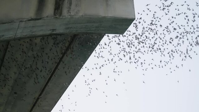 Swarm of Mexican free tail bats migrating from under bridge in slow motion during sunset in Austin, Texas