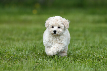 Cute little puppy running on the grass