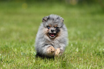 Cute funny Pomeranian puppy runs through the grass
