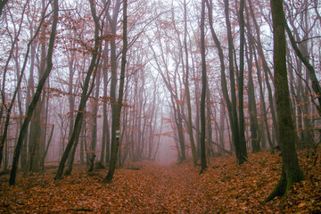 nebliger Herbstwald am Anninger, Wienerwald, Niederösterreich