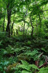 Obraz premium primeval forest in springtime