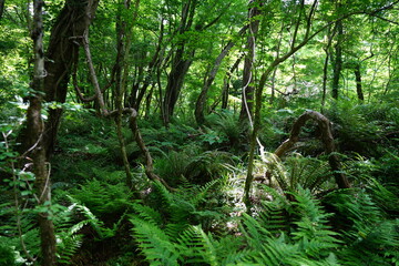 Fototapeta premium primeval forest in springtime