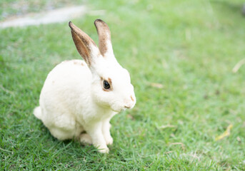 Rabbit healthy Lovely bunny easter fluffy white rabbits, Adorable baby rabbit on green garden nature background. The Easter brown hares. Close - up of a rabbit. Symbol of easter festival animal.