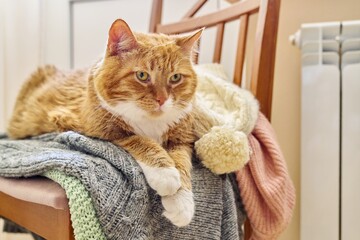 Big red funny cat keep warm in autumn winter cold season near heating radiator