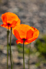Fototapeta na wymiar Common Poppy Papaver rhoeas at the natural background early morning.