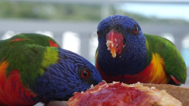 Exotic bird eats pie