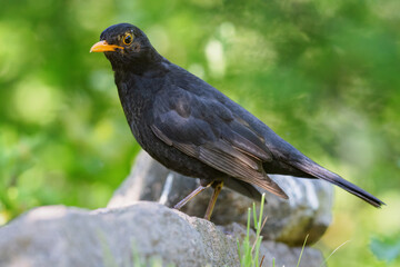 Common blackbird (Turdus merula) sitting on a rock in spring.