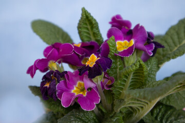 Kalanchoe. Purple flowers in a pot on a blue background. Close-up. Copyspace High quality photo.