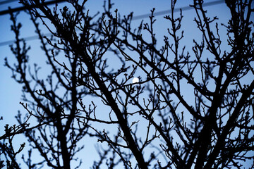 Plum blossom in winter with no leaves and flowers, silhouette view with moon light at night, selective focus